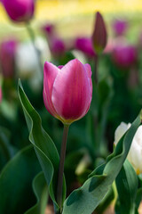 Naklejka premium pink tulips in garden