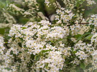 White blossoming apple trees. White apple tree flowers