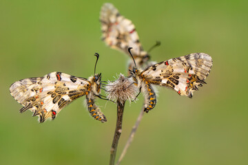 Macro shots, Beautiful nature scene. Closeup beautiful butterfly sitting on the flower in a summer garden.