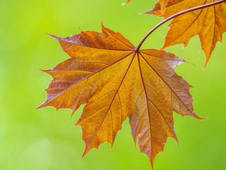Tree branch with dark red leaves, Acer platanoides, the Norway maple Crimson King. Red Maple acutifoliate Crimson King, young plant with green background.