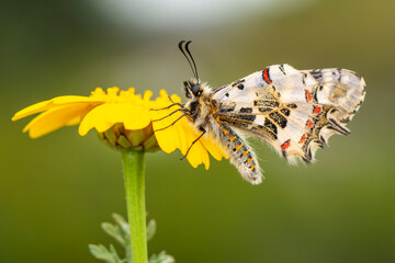 Macro shots, Beautiful nature scene. Closeup beautiful butterfly sitting on the flower in a summer garden.