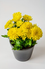 Chrysanthemum, yellow flowers on a white background