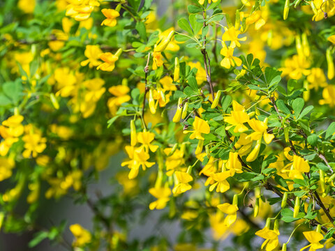 Acacia tree branch with green leaves and yellow flowers. Blooming Caragana Arborescens, R1X00140-Edit.jpg - Powered by Adobe