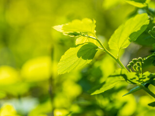 Green bushes with young leaves in the sunset