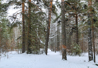 Pine winter snowy forest on a cloudy frosty day