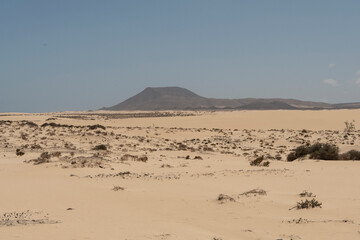 Fototapeta na wymiar Dunas de arena en el Parque Natural de Corralejo, Fuerteventura. Islas Canarias