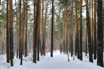 Slender trunks of pine trees in the winter forest
