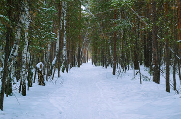 Thicket of mixed winter forest under snow