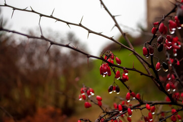 Barberry berries on branches in autumn. Raindrops on the berries of a barberry bush. Barberry bush on a cloudy day in autumn, close-up.
