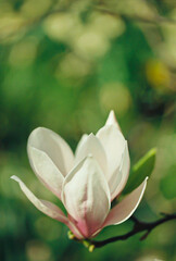 Fine art. Scanned film image of magnolia flowers in springtime on a blurred background and bokeh.Subject is out of focus and grainy texture and noise on all image surface.Film old lens.Airy atmosphere