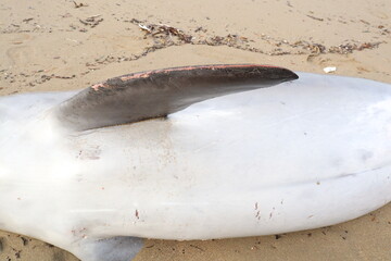 dead injured dolphin lying on the beach in turkey	