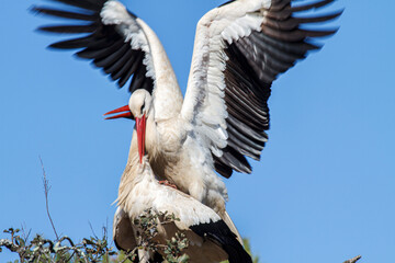Kopulierende Störche