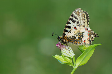 Macro shots, Beautiful nature scene. Closeup beautiful butterfly sitting on the flower in a summer garden.