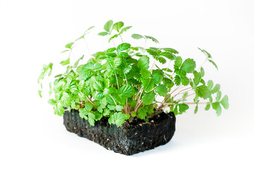 Seedlings of repair strawberries on a white background, isolate. Seedlings of small-fruited strawberries, growing for planting from seeds