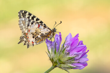 Macro shots, Beautiful nature scene. Closeup beautiful butterfly sitting on the flower in a summer garden.