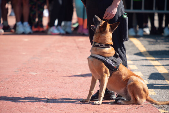 Police dog during an exhibition