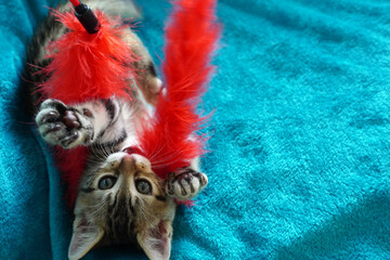 Tabby kitten playing and bites a red feather boa on blue background. Beautiful fluffy kitty looks...