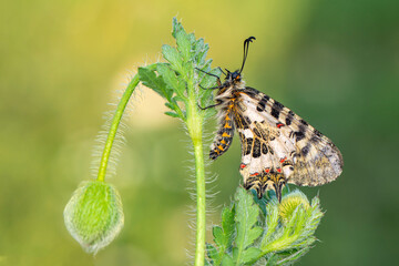 Macro shots, Beautiful nature scene. Closeup beautiful butterfly sitting on the flower in a summer garden.