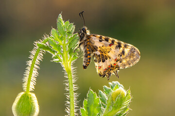Macro shots, Beautiful nature scene. Closeup beautiful butterfly sitting on the flower in a summer garden.