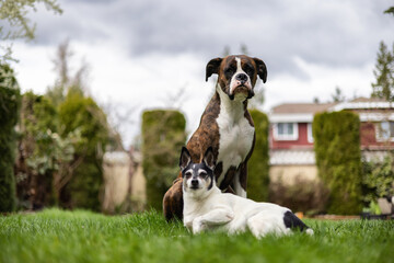 Boxer Dog and Toy Fox Terrier sitting on grass outside.