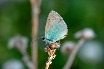 Macro shots, Beautiful nature scene. Closeup beautiful butterfly sitting on the flower in a summer garden.