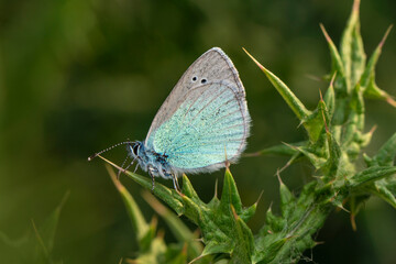 Macro shots, Beautiful nature scene. Closeup beautiful butterfly sitting on the flower in a summer garden.