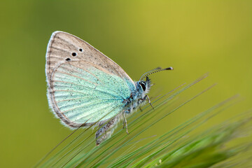 Macro shots, Beautiful nature scene. Closeup beautiful butterfly sitting on the flower in a summer garden.