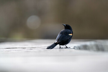 Red-winged Blackbird