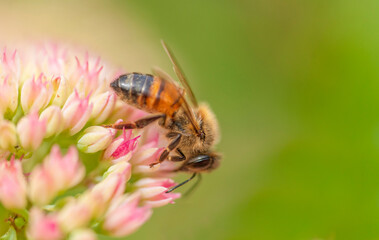 A working bee