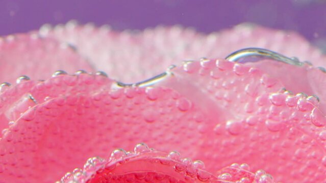 Close-up of delicate rose petals with bubbles. Stock footage. Beautiful pink rose petals underwater. Rose petals in clear water with bubbles