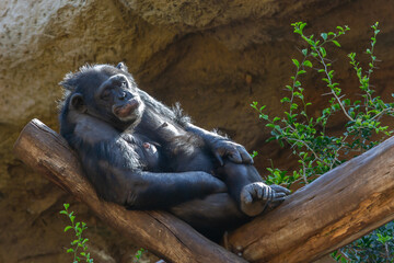 monkey lying on a tree with a strange face © JUANY