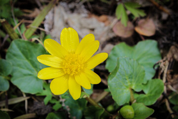 Primrose in early spring of yellow color, close-up on a background of green grass