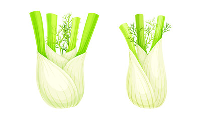 Fresh fennel bulbs set. Swollen roots vector illustration - obrazy, fototapety, plakaty