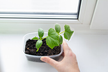 cucumber seedlings grown at home on the windowsill