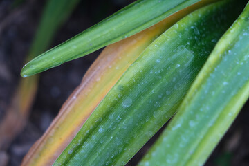 Lily leaves rotten in the garden. Diseases in the plant. Fungal, Aphids, mildew plant, mold.