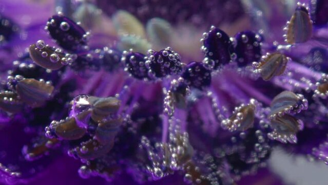 Purple flower.Stock footage. A bright purple flower on which artificial smoke is allowed and it smoothly falls on all the petals.