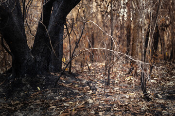 After wildfire area of illegal deforestation.Global warming,Ecology concept background.