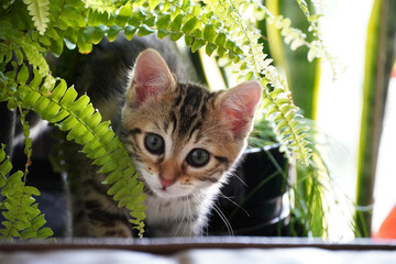 Tabby kitten staring and ready to jump, with plants, fern and leaves on background. Beautiful...