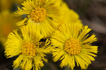 Fototapeta premium Huflattichblüten
