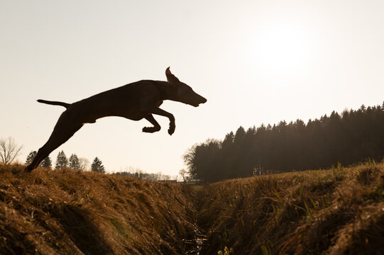 Hund springt über breiten Graben - Flugphase