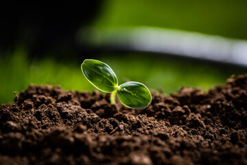 Just emerged vegetable plant in a garden with defocused shovel on the background 