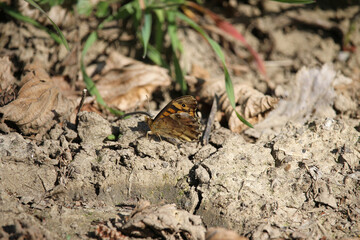 A specimen of the speckled wood (Pararge aegeria) a butterfly found in and on the borders of woodland areas throughout much of the Palearctic realm