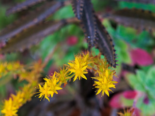 Wild plants of a meadow in spring.