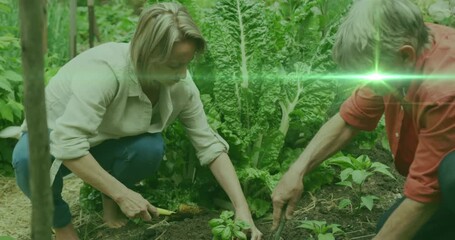 Animation of glowing lights over caucasian couple gardening