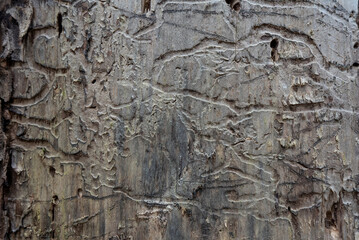 European spruce bark beetle marks on tree trunk