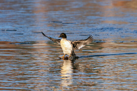 Closeup of a Goldeneye Juvenile drake, touching down upon the water after coming in for a landing.