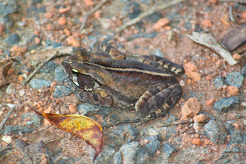 frog standing on the ground, camouflaged