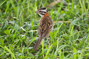 Bird Tico-tico (Zonotrichia capensis) on the lawn