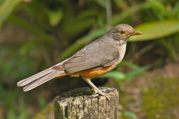 Bird Rufous-bellied Thrush (Turdus rufiventris) on a wooden stump