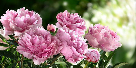 Bouquet of pink peonies isolated on a blurred garden background. © hacohob